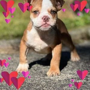 Meet your Posher, Cheynne